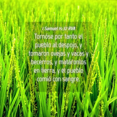 Picture 04 - 1 Samuel 14:32 RVA - Tornóse por tanto el pueblo al despojo, y - Bible Verse Picture