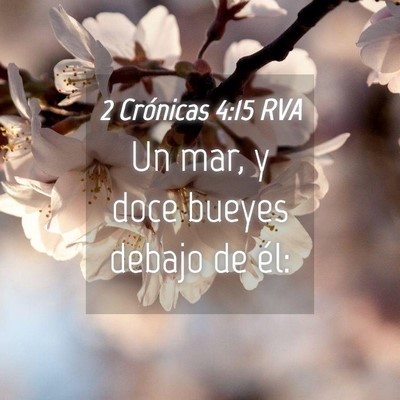 Picture 04 - 2 Crónicas 4:15 RVA - Un mar, y doce bueyes debajo de - Bible Verse Picture