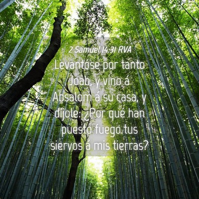 Picture 04 - 2 Samuel 14:31 RVA - Levantóse por tanto Joab, y vino á Absalom á - Bible Verse Picture