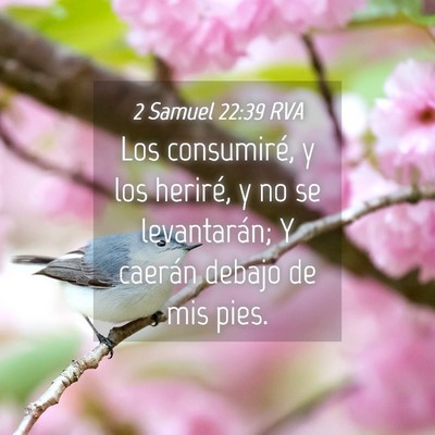 Picture 04 - 2 Samuel 22:39 RVA - Los consumiré, y los heriré, y no se - Bible Verse Picture