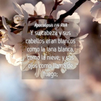 Picture 04 - Apocalipsis 1:14 RVA - Y su cabeza y sus cabellos eran blancos como la - Bible Verse Picture
