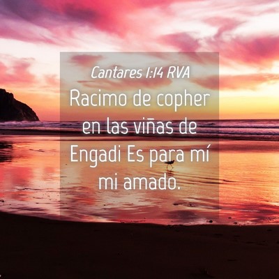 Picture 04 - Cantares 1:14 RVA - Racimo de copher en las viñas de Engadi Es para - Bible Verse Picture