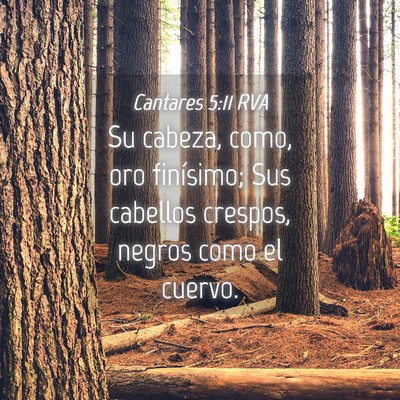 Picture 04 - Cantares 5:11 RVA - Su cabeza, como, oro finísimo; Sus cabellos - Bible Verse Picture