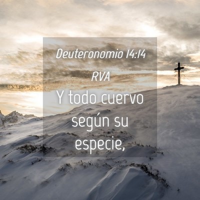 Picture 04 - Deuteronomio 14:14 RVA - Y todo cuervo según su - Bible Verse Picture