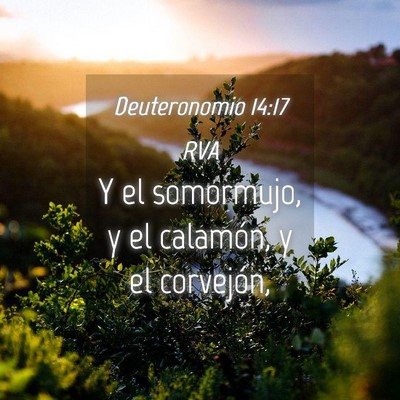 Picture 04 - Deuteronomio 14:17 RVA - Y el somormujo, y el calamón, y el - Bible Verse Picture