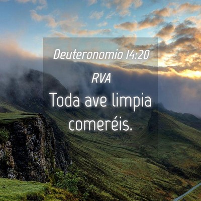 Picture 04 - Deuteronomio 14:20 RVA - Toda ave limpia - Bible Verse Picture
