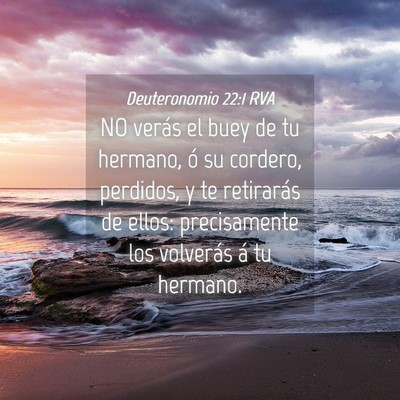 Picture 04 - Deuteronomio 22:1 RVA - NO verás el buey de tu hermano, ó su cordero, - Bible Verse Picture