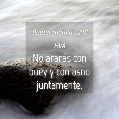 Picture 04 - Deuteronomio 22:10 RVA - No ararás con buey y con asno - Bible Verse Picture