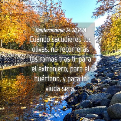 Picture 04 - Deuteronomio 24:20 RVA - Cuando sacudieres tus olivas, no recorrerás las - Bible Verse Picture