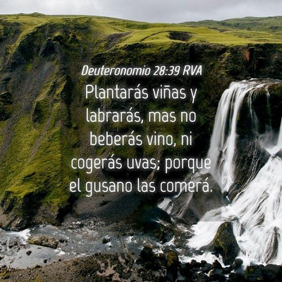 Picture 04 - Deuteronomio 28:39 RVA - Plantarás viñas y labrarás, mas no beberás - Bible Verse Picture