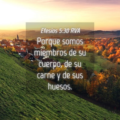 Picture 04 - Efesios 5:30 RVA - Porque somos miembros de su cuerpo, de su carne y - Bible Verse Picture