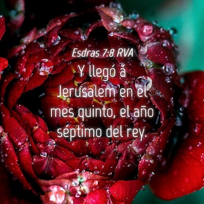 Picture 04 - Esdras 7:8 RVA - Y llegó á Jerusalem en el mes quinto, el año - Bible Verse Picture