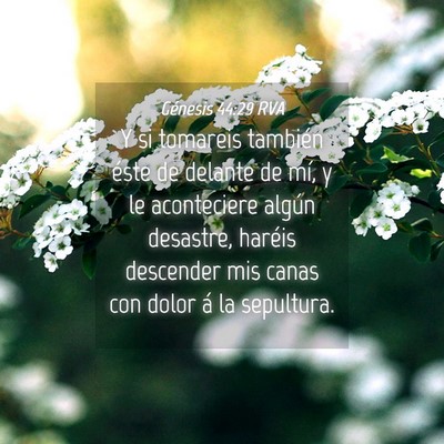 Picture 04 - Génesis 44:29 RVA - Y si tomareis también éste de delante de mí, y - Bible Verse Picture