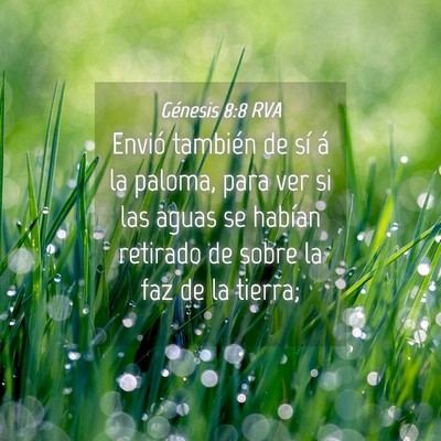 Picture 04 - Génesis 8:8 RVA - Envió también de sí á la paloma, para ver si - Bible Verse Picture