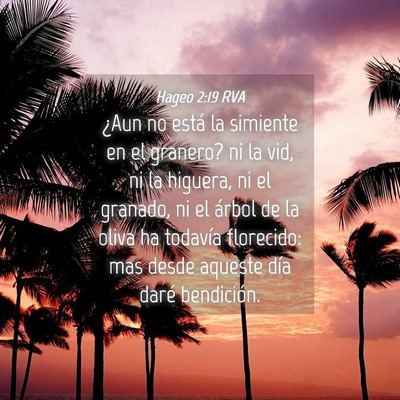 Picture 04 - Hageo 2:19 RVA - ¿Aun no está la simiente en el granero? ni la - Bible Verse Picture