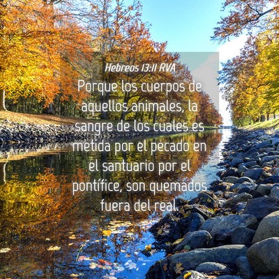 Picture 04 - Hebreos 13:11 RVA - Porque los cuerpos de aquellos animales, la - Bible Verse Picture