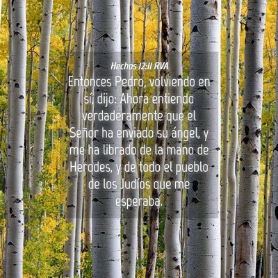 Picture 04 - Hechos 12:11 RVA - Entonces Pedro, volviendo en sí, dijo: Ahora - Bible Verse Picture