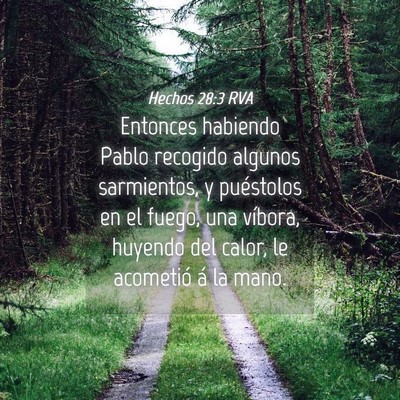 Picture 04 - Hechos 28:3 RVA - Entonces habiendo Pablo recogido algunos - Bible Verse Picture