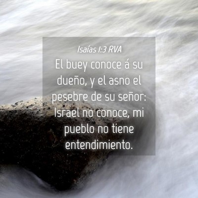 Picture 04 - Isaías 1:3 RVA - El buey conoce á su dueño, y el asno el pesebre - Bible Verse Picture