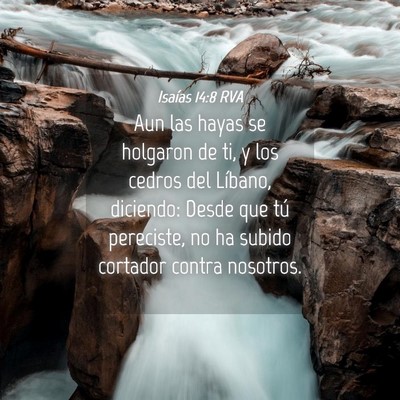Picture 04 - Isaías 14:8 RVA - Aun las hayas se holgaron de ti, y los cedros del - Bible Verse Picture