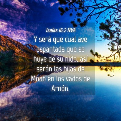 Picture 04 - Isaías 16:2 RVA - Y será que cual ave espantada que se huye de su - Bible Verse Picture