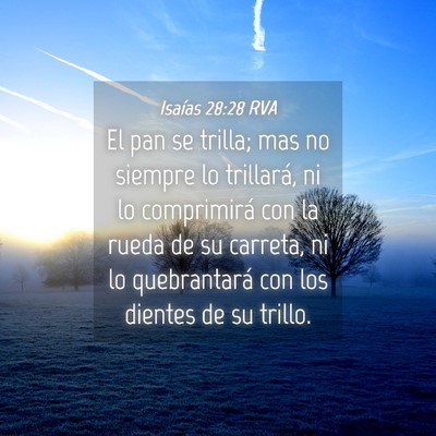 Picture 04 - Isaías 28:28 RVA - El pan se trilla; mas no siempre lo trillará, ni - Bible Verse Picture