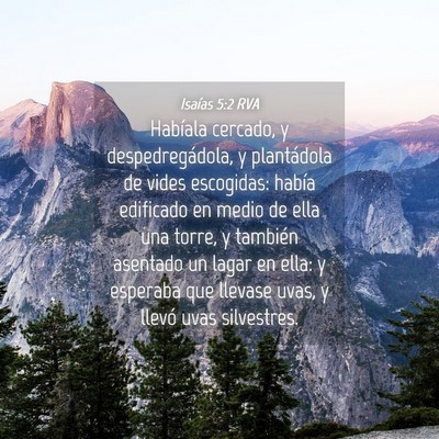 Picture 04 - Isaías 5:2 RVA - Habíala cercado, y despedregádola, y - Bible Verse Picture