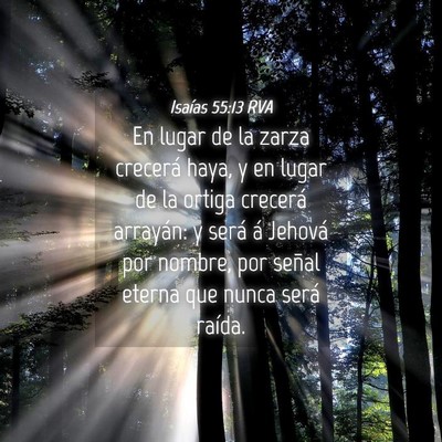 Picture 04 - Isaías 55:13 RVA - En lugar de la zarza crecerá haya, y en lugar de - Bible Verse Picture