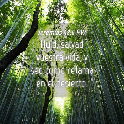 Picture 04 - Jeremías 48:6 RVA - Huid, salvad vuestra vida, y sed como retama en - Bible Verse Picture