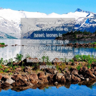 Picture 04 - Jeremías 50:17 RVA - Ganado descarriado es Israel; leones lo - Bible Verse Picture