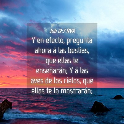 Picture 04 - Job 12:7 RVA - Y en efecto, pregunta ahora á las bestias, que - Bible Verse Picture