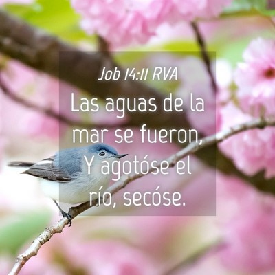 Picture 04 - Job 14:11 RVA - Las aguas de la mar se fueron, Y agotóse el - Bible Verse Picture