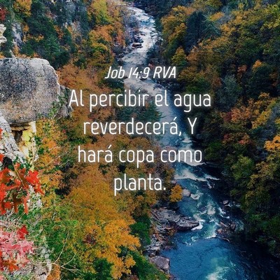 Picture 04 - Job 14:9 RVA - Al percibir el agua reverdecerá, Y hará copa - Bible Verse Picture