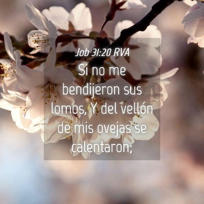 Picture 04 - Job 31:20 RVA - Si no me bendijeron sus lomos, Y del vellón de - Bible Verse Picture