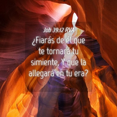 Picture 04 - Job 39:12 RVA - ¿Fiarás de él que te tornará tu simiente, Y - Bible Verse Picture