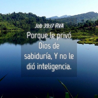 Picture 04 - Job 39:17 RVA - Porque le privó Dios de sabiduría, Y no le dió - Bible Verse Picture
