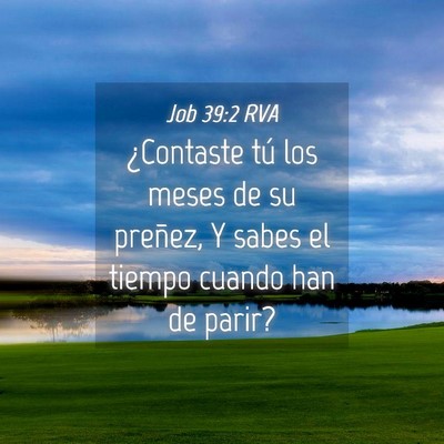 Picture 04 - Job 39:2 RVA - ¿Contaste tú los meses de su preñez, Y sabes - Bible Verse Picture