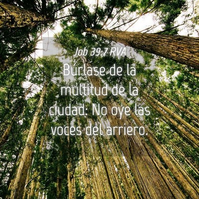 Picture 04 - Job 39:7 RVA - Búrlase de la multitud de la ciudad: No oye las - Bible Verse Picture