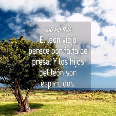 Picture 04 - Job 4:11 RVA - El león viejo perece por falta de presa, Y los - Bible Verse Picture