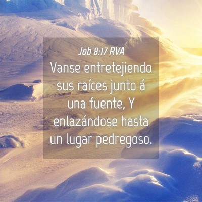Picture 04 - Job 8:17 RVA - Vanse entretejiendo sus raíces junto á una - Bible Verse Picture