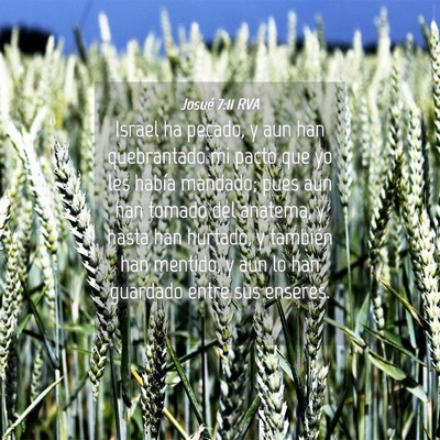 Picture 04 - Josué 7:11 RVA - Israel ha pecado, y aun han quebrantado mi pacto - Bible Verse Picture