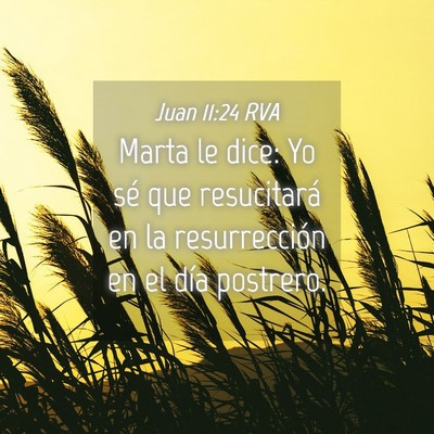 Picture 04 - Juan 11:24 RVA - Marta le dice: Yo sé que resucitará en la - Bible Verse Picture