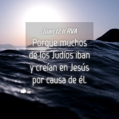 Picture 04 - Juan 12:11 RVA - Porque muchos de los Judíos iban y creían en - Bible Verse Picture