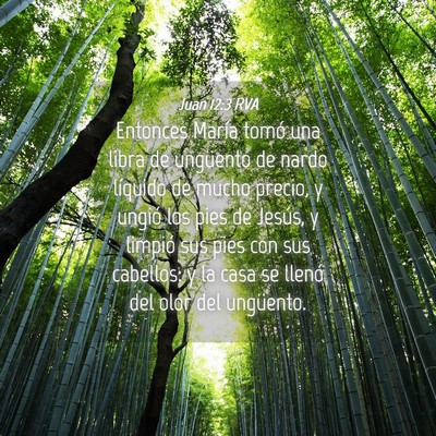Picture 04 - Juan 12:3 RVA - Entonces María tomó una libra de ungüento de - Bible Verse Picture