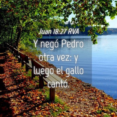Picture 04 - Juan 18:27 RVA - Y negó Pedro otra vez: y luego el gallo - Bible Verse Picture