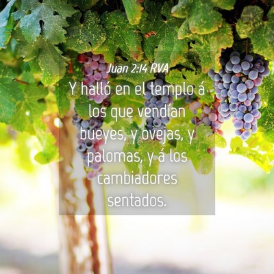 Picture 04 - Juan 2:14 RVA - Y halló en el templo á los que vendían bueyes, - Bible Verse Picture