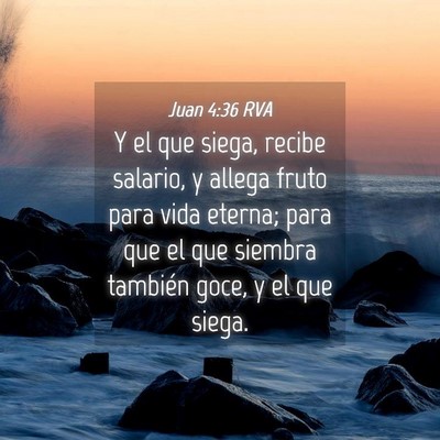 Picture 04 - Juan 4:36 RVA - Y el que siega, recibe salario, y allega fruto - Bible Verse Picture