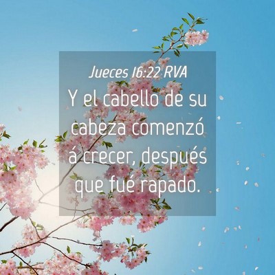 Picture 04 - Jueces 16:22 RVA - Y el cabello de su cabeza comenzó á crecer, - Bible Verse Picture