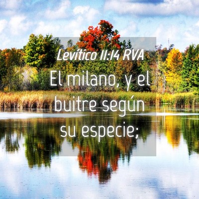 Picture 04 - Levítico 11:14 RVA - El milano, y el buitre según su - Bible Verse Picture