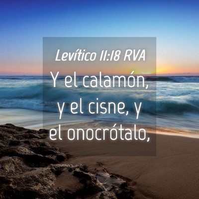 Picture 04 - Levítico 11:18 RVA - Y el calamón, y el cisne, y el - Bible Verse Picture